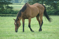 Equine Courses at Harper Adams